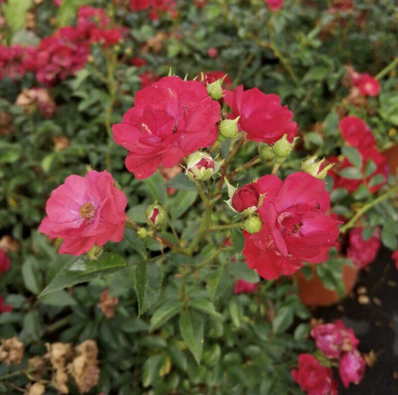 rosa fairy rood 1 rosa fairy rood 1