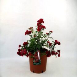 rosa fairy rood