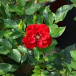 rosa fairy rouge 1