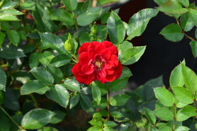 rosa fairy rouge 1 rosa fairy rouge 1