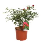 rosa fairy rouge