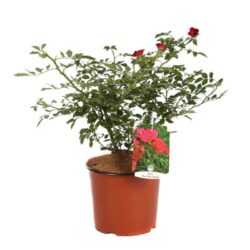 rosa fairy rouge