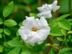 rosa fairy white 1