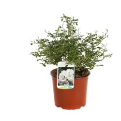 rosa fairy white