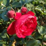 rosa florentina rampicante 1