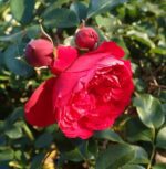 rosa florentina rampicante 1