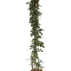 rosa florentina rampicante
