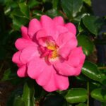 rosa fucsia
