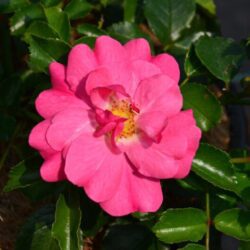 rosa fucsia