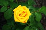 rosa giallo limone alberello 1