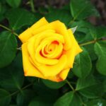 rosa giallo limone alberello 1