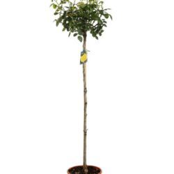rosa giallo limone alberello