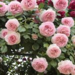rosa giardina rampicante 1