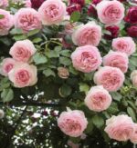 rosa giardina rampicante 1