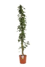 rosa giardina rampicante