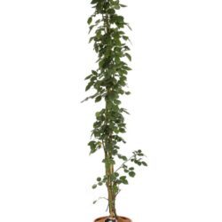 rosa giardina rampicante
