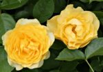 rosa golden gate rampicante 1