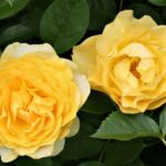 rosa golden gate rampicante 1