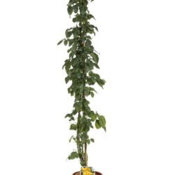 rosa golden gate rampicante
