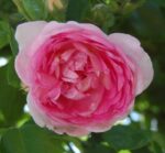 rosa jasmina rampicante 1