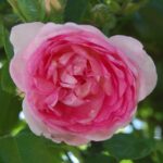 rosa jasmina rampicante 1