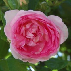 rosa jasmina rampicante 1