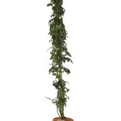 rosa jasmina rampicante