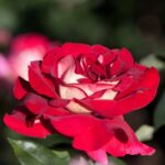 rosa kronenbourg