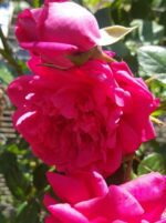 rosa laguna rampicante 1