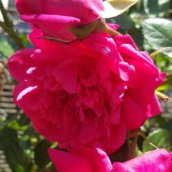 rosa laguna rampicante 1