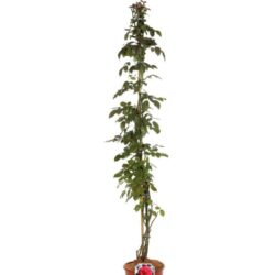 rosa laguna rampicante