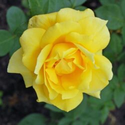 rosa landora