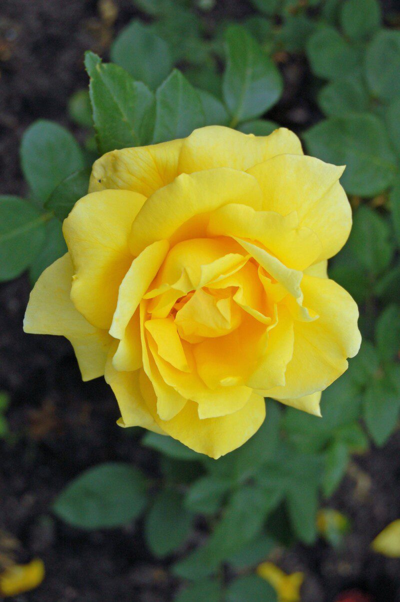 rosa landora rosa landora