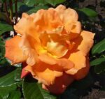 rosa louis de funes rampicante 1
