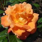 rosa louis de funes rampicante 1