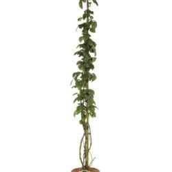 rosa louis de funes rampicante