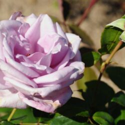rosa maizner fastnacht