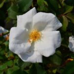 rosa meidiland knoch out bianca paesaggistica 1