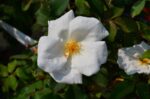 rosa meidiland knoch out bianca paesaggistica 1