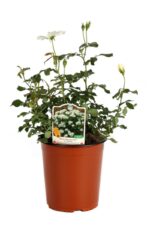 rosa meidiland knoch out bianca paesaggistica