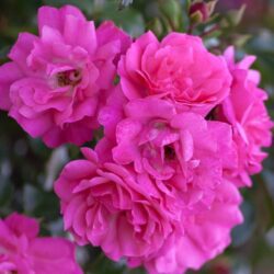 rosa meidiland knoch out double pink paesaggistica 1