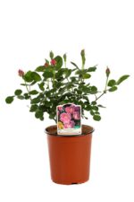 rosa meidiland knoch out double pink paesaggistica