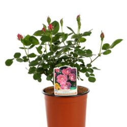 rosa meidiland knoch out double pink paesaggistica
