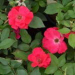 rosa meidiland knoch out pink paesaggistica 1