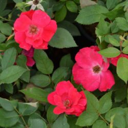 rosa meidiland knoch out pink paesaggistica 1