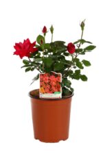 rosa meidiland knoch out pink paesaggistica 2