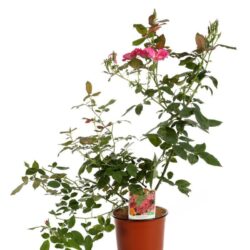rosa meidiland knoch out pink paesaggistica