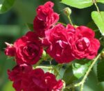 rosa meidiland knoch out pink paesaggistica 3