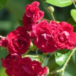 rosa meidiland knoch out pink paesaggistica 3