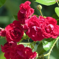 rosa meidiland knoch out pink paesaggistica 3